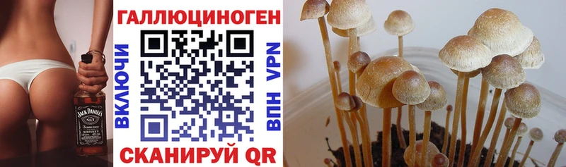 даркнет Telegram  Геленджик  Псилоцибиновые грибы Psilocybe  МЕГА ТОР 